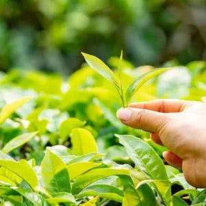 Health Veda Organics 